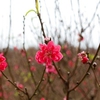 Nhat Tan peach blossoms boast beauty ahead of Tet