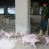 Vietnam develops anti-african swine fever vaccine