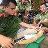Nearly 20 kg of suspected elephant tusks seized in Binh Dinh