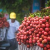 Japan opens door for Vietnamese lychee