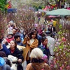 Hanoi gears up to open 51 spring flower markets for Tet