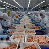 Sustainable development for Vietnamese shrimp industry