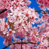 Cherry blossoms brighten Da Lat city