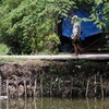 River erosion becomes dangerous in Kien Giang