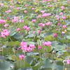 Farmers bank on growing lotus & water caltrop during flood season