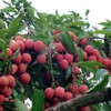 Bac Giang promotes lychee consumption in China