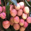 Vietnamese first lychees of the season sold at high prices in China