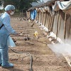 Measures taken to control bird flu outbreak in Long An