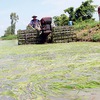 Southern provinces face severe saline intrusion
