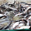 POR14 result leads to difficulties for tra fish exporters