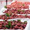 Frozen lychees potential for exports