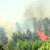 Wildfire in Quang Ngai destroyes 20 ha of forest