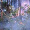 Man prosecuted for causing large forest fire
