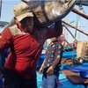 Tuna vessels returned with high output