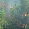 Prime Minister calls for urgent forest fire prevention and fighting