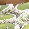 Export of Vietnamese mangoes increases