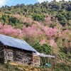 Cherry-like apricot trees to be planted in Lang Biang plateau
