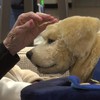 Meet the robot puppythat comforts Alzheimer's patients