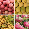 Fruit and vegetable exports drop 5.8 per cent in eight-month period
