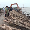 Ca Mau sea dike at risk of being breached