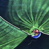 Vietnam wins first prize at the Nature Conservancy’s Global Photo Contest