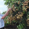 Son La launches export of locally-grown longan