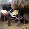 Farmers in Lao Cai strive to keep their cattles warm