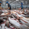 Prospect for Tra fish exports in 2019