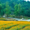 Flower valley is latest tourist attraction in Ninh Binh province