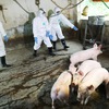 Preventing the spread of African swine fever