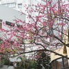 Japan cherry blossom festival in Hanoi