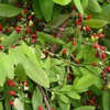 40% of Vietnam’s cacoa qualified as fine flavor
