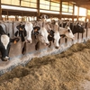 Advanced technology in dairy production