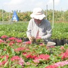Millions of flowers in Sa Dec provide decorations for the Lunar New Year