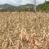 Widespread drought affects Gia Lai province