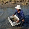 Cà Mau to expand sustainable shrimp farming models
