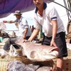 Mekong Delta fishermen earn high profits from bumper harvest