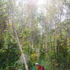 Cà Mau to plant more acacia trees as profits rise