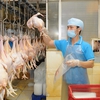 High supply gives Việt Nam's poultry firms chance to reach export markets