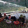 Country's biggest provider of fruit seedlings improves quality