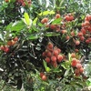 Bến Tre seeks to boost exports of key farm produce