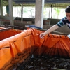 Super–intensive farming of white-legged shrimp brings high profits