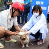 North Việt Nam reports highest rabies deaths