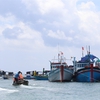 Huỳnh Đế crabs bring better income to Phú Quý Island fishermen