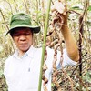 Precious ginseng found in Quảng Nam