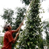 June's pepper exports up 58.8 per cent