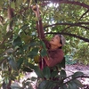 Farmers see bumper mangosteen harvest