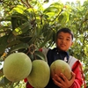 Vietnamese mangoes exported to Chile
