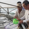 Shrimp breeders expand production, seek to join global supply chains