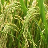 Rice export volume up but value falls
